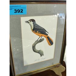 Framed bird print