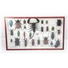 Image 1 : Boxed collection of assorted insects of the world