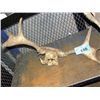 Image 1 : Set of moose antlers
