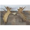 Image 1 : MOOSE ANTLER RACK