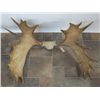 Image 2 : MOOSE ANTLER RACK