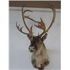 Image 1 : CARIBOU - FULL SHOULDER HEADMOUNT