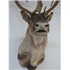 Image 2 : CARIBOU - FULL SHOULDER HEADMOUNT