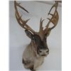 Image 3 : CARIBOU - FULL SHOULDER HEADMOUNT
