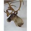 Image 4 : CARIBOU - FULL SHOULDER HEADMOUNT
