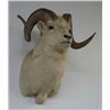 Image 2 : DALL SHEEP RAM - FULL SHOULDER HEADMOUNT