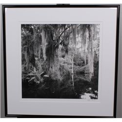 "Big Cypress Gallery" by Clyde Butcher