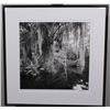Image 8 : "Big Cypress Gallery" by Clyde Butcher