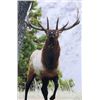 Image 11 : Elk Art by R.G. Smith in Old Faithful Inn Frame