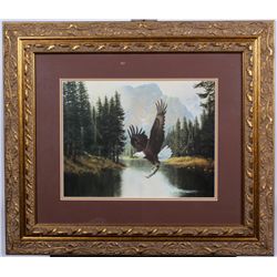 Bald Eagle by Derk Hansen