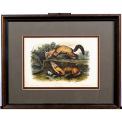 "Pine Marten" Stone Lithograph by J. W. Audubon