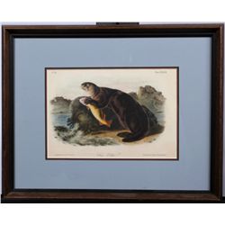 "Sea Otter" Stone Lithograph by J. W. Audubon