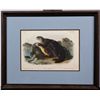 Image 1 : "Sea Otter" Stone Lithograph by J. W. Audubon