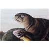 Image 8 : "Sea Otter" Stone Lithograph by J. W. Audubon