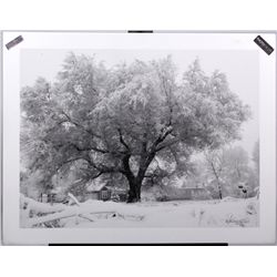 "Snowy Cottonwood" by Rein Gillstrom