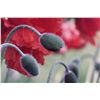 Image 3 : "Poppy Study" by Rein Gillstrom