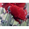 Image 4 : "Poppy Study" by Rein Gillstrom