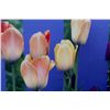 Image 3 : "Tulips Against a Purple Picket Fence" Gillstrom