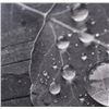 Image 4 : "Water Droplets on an Aspen Leaf" Gillstrom