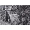 Image 3 : "Beded Moose" by Rein Gillstrom