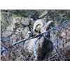 Image 2 : Big Horn Sheep by RG Smith