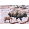 Image 3 : "Trouble Bruin" James Reed