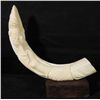 Image 1 : Ivory Polynesian Boars Tusk Carved into Woman