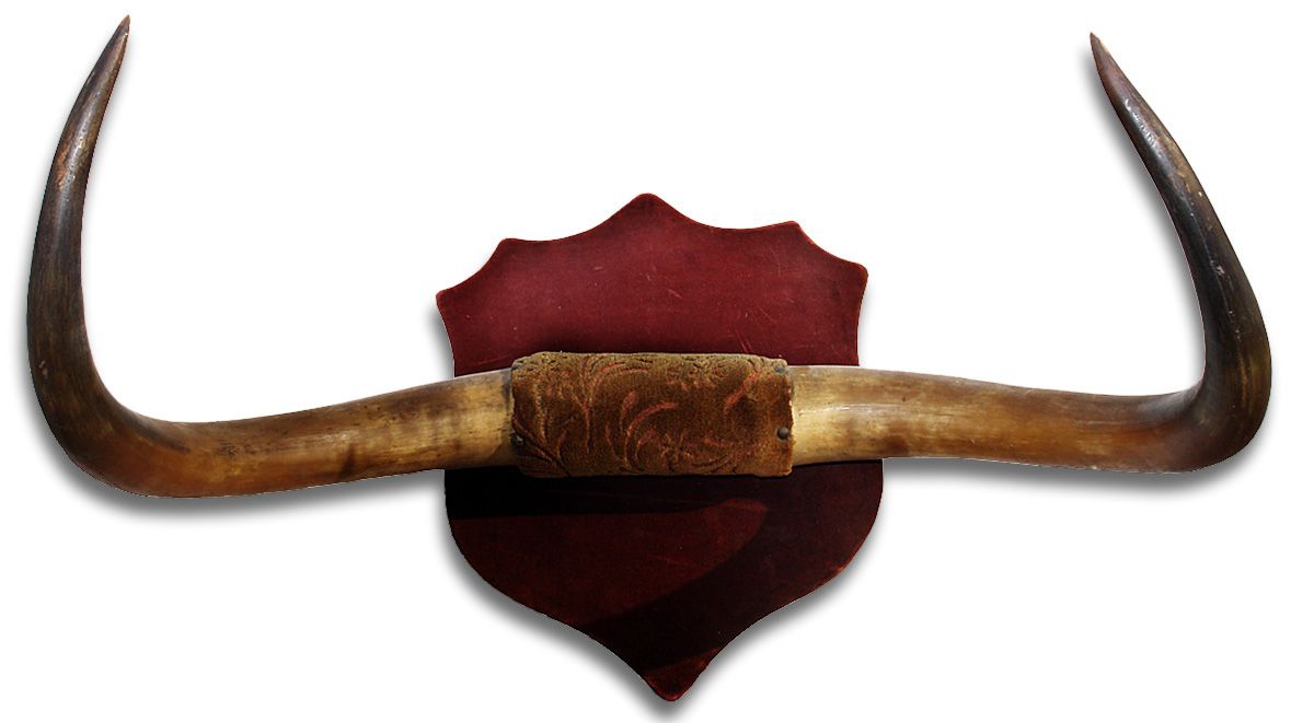 Outstanding vintage mounted longhorns