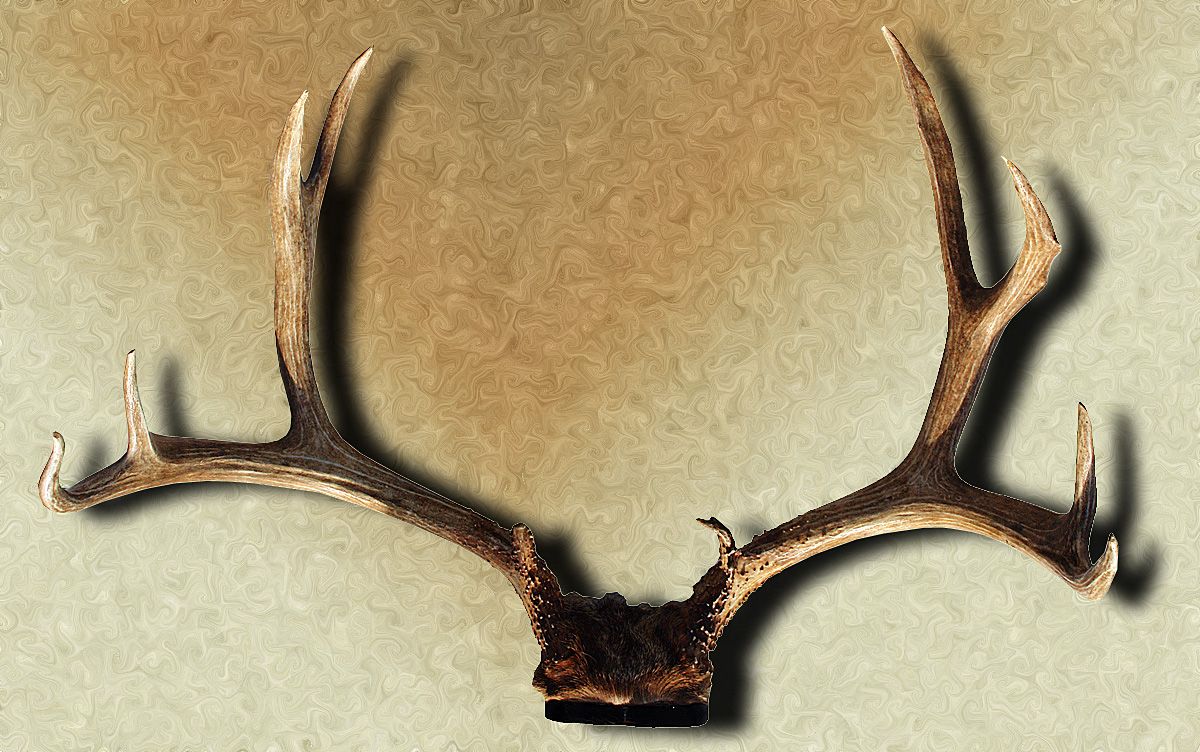 Outstanding deer and elk horn mounts