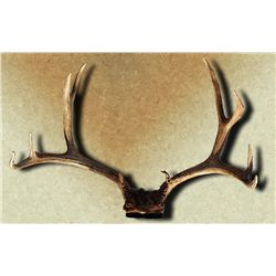 Outstanding deer and elk horn mounts