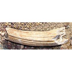 Authentic pre-historic petrified bone, told it was dinosaur