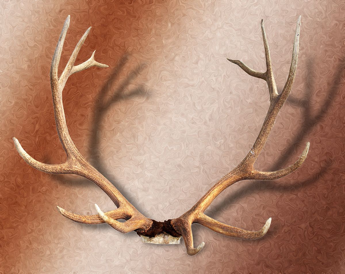 7x7 fantstic set of elk horns