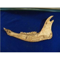 Jaw Bone