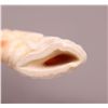 Image 8 : Baby Ivory Tooth carving of a fisherman.  1 side is erotic. [1.10 (oz),3.25 (in),0.75 (in),1.75(in)]