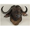 Image 1 : Cape Buffalo Shoulder Mount