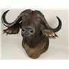 Image 2 : Cape Buffalo Shoulder Mount