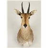 Image 1 : Mountain Reedbuck Shoulder Mount