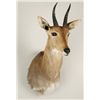 Image 2 : Mountain Reedbuck Shoulder Mount