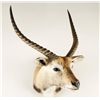 Image 1 : Red Lechwe Shoulder Mount