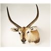 Image 2 : Red Lechwe Shoulder Mount