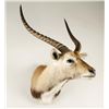 Image 3 : Red Lechwe Shoulder Mount