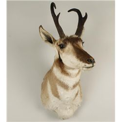 Pronghorn Shoulder Mount