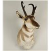 Image 1 : Pronghorn Shoulder Mount