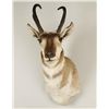 Image 2 : Pronghorn Shoulder Mount