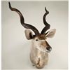 Greater Kudu Shoulder Mount with Spiral Horns