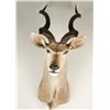 Image 1 : Greater Kudu Shoulder Mount with Spiral Horns