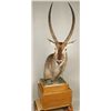 Image 1 : Waterbok Shoulder Mount on Lighted Pedestal