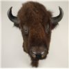 American Bison Shoulder Mount