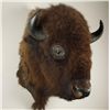 Image 2 : American Bison Shoulder Mount