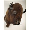 Image 3 : American Bison Shoulder Mount